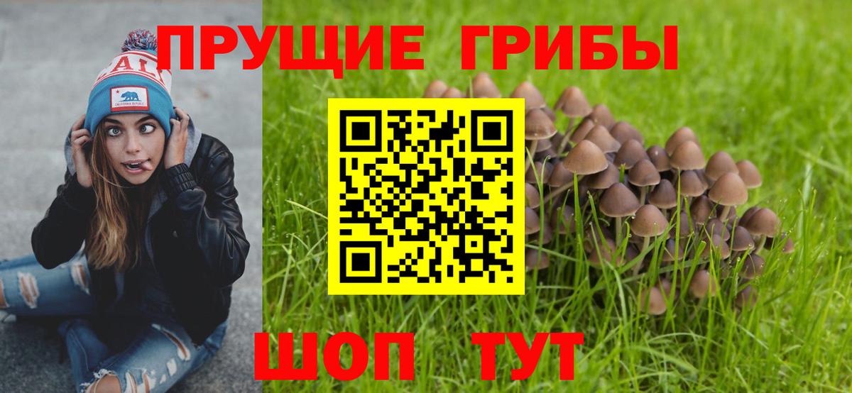 Галлюциногенные грибы прущие грибы  Рубцовск  Псилоцибиновые грибы GOLDEN TEACHER 